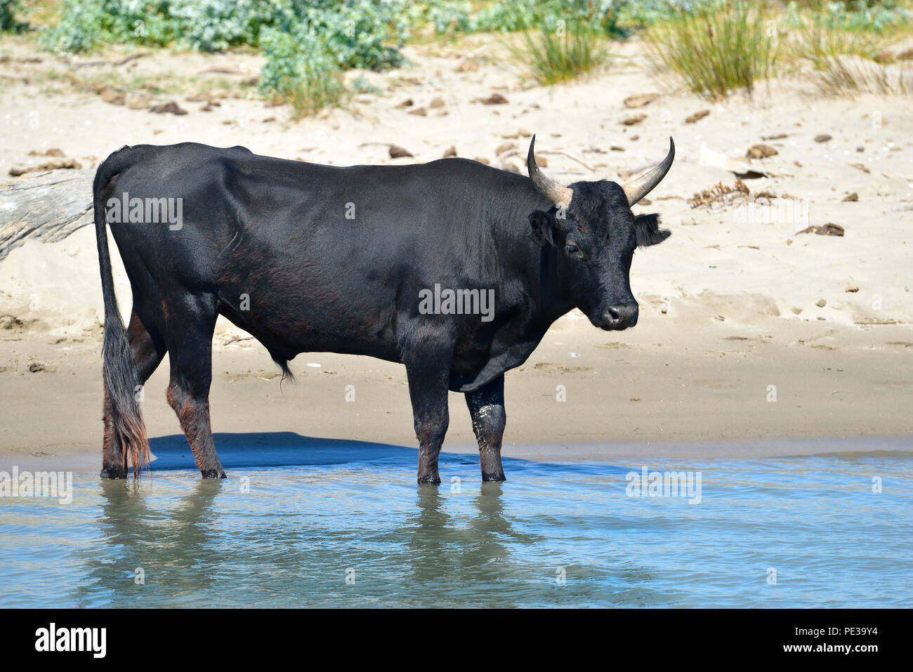 Famoso bull della Camargue in acqua in Francia Foto Stock