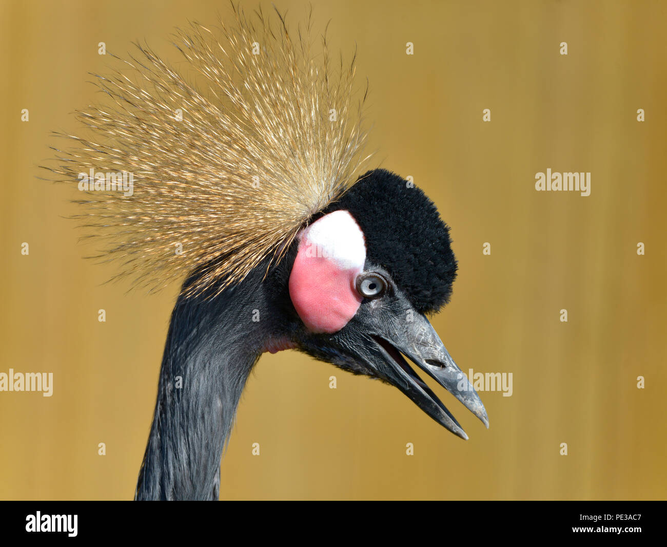 Ritratto di profilo di Nero Crowned Crane (Balearica pavonina) con becco aperto Foto Stock