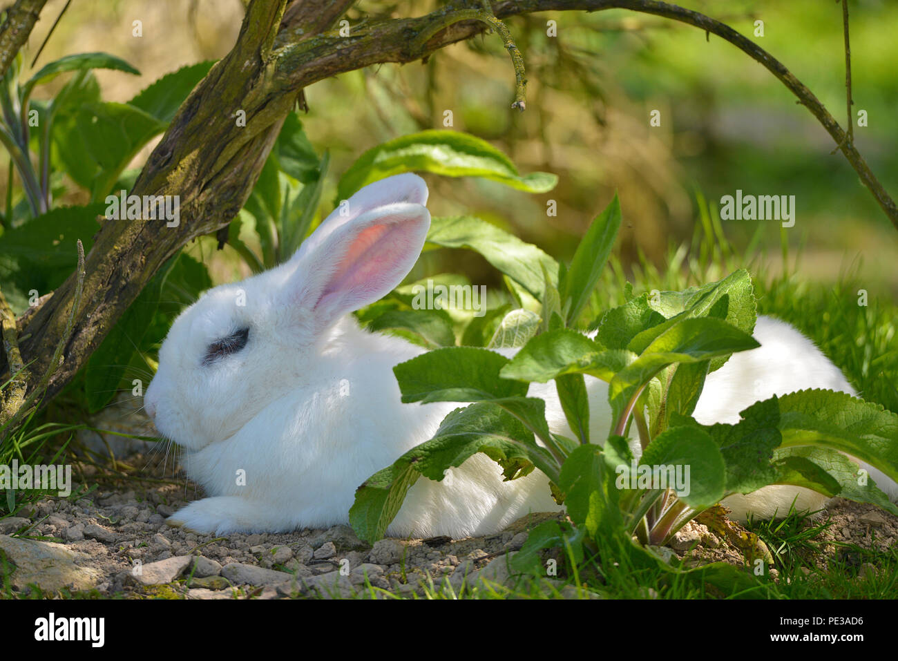 Coniglio Bianco (oryctolagus cuniculus) giacente a terra tra le foglie Foto Stock