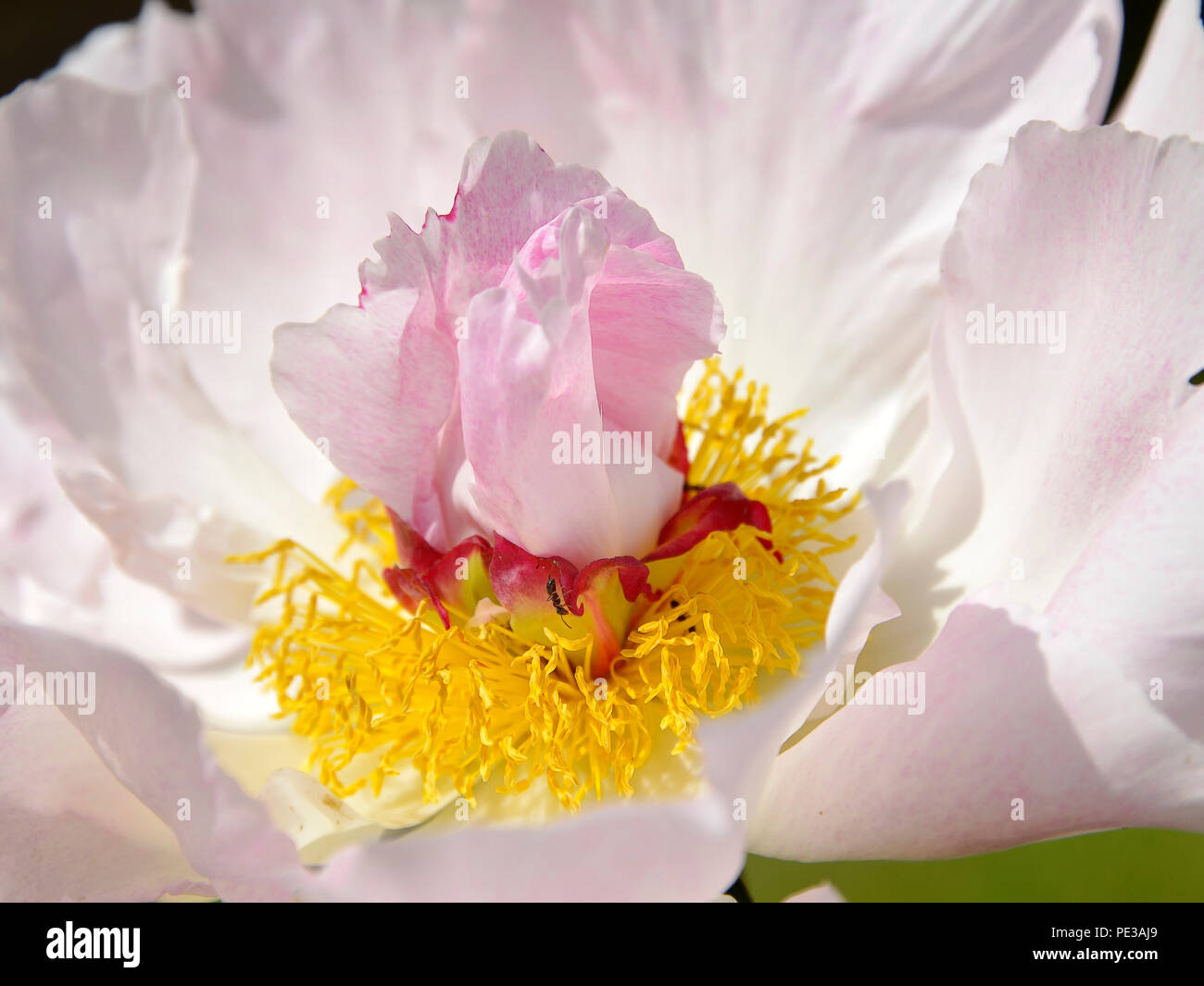 Closeup gialli e rosa peonia cinese fiore (Paeonia lactiflora) con una formica sulla stami Foto Stock