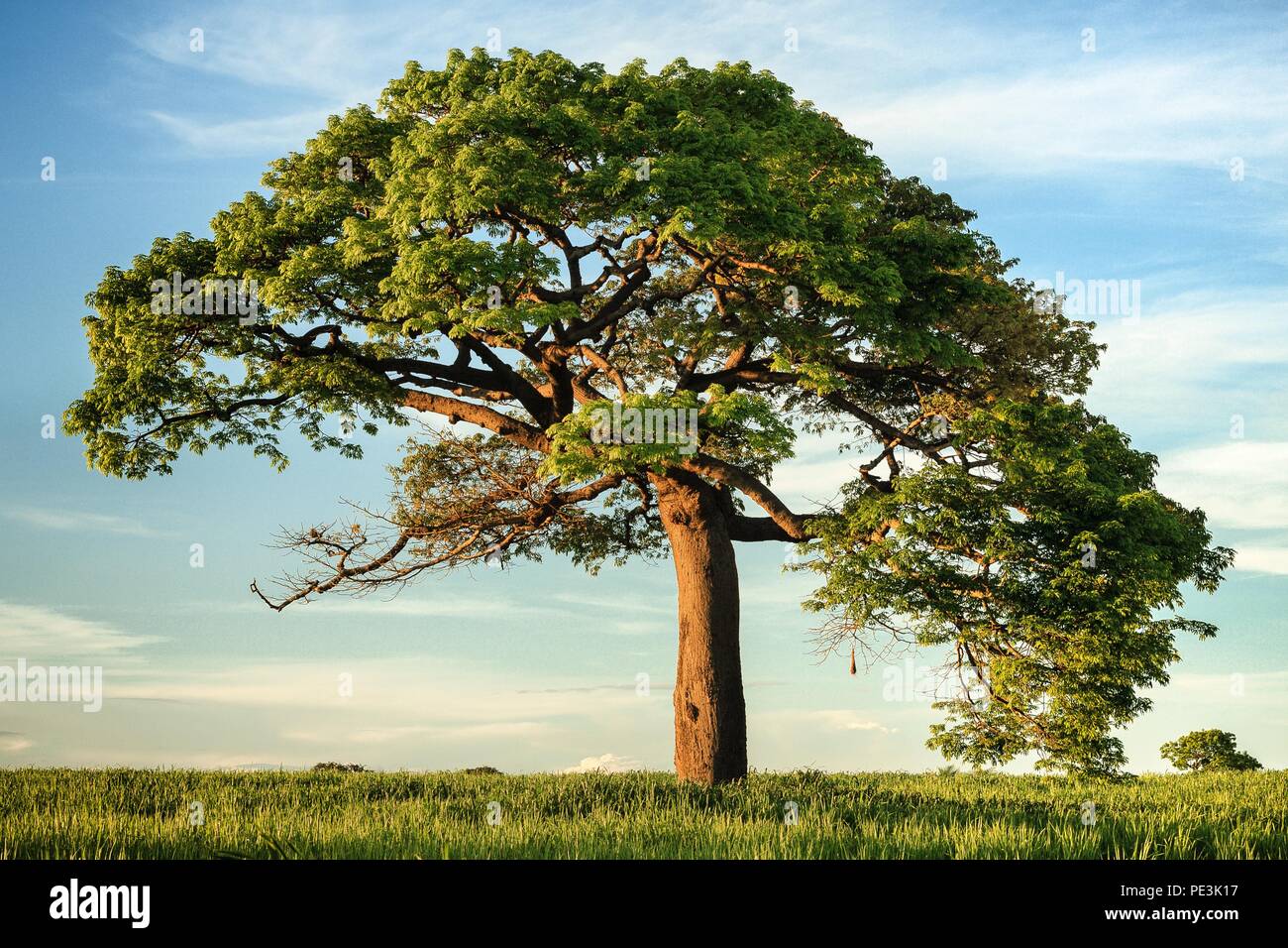 In botanica, un albero è una pianta perenne con un gambo allungato o trunk, il supporto di rami e foglie nella maggior parte delle specie Foto Stock