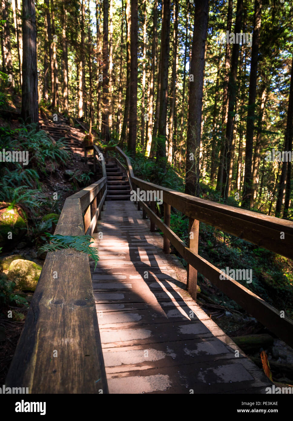 Gradini in legno in un sempreverde foresta di pioggia. Foto Stock