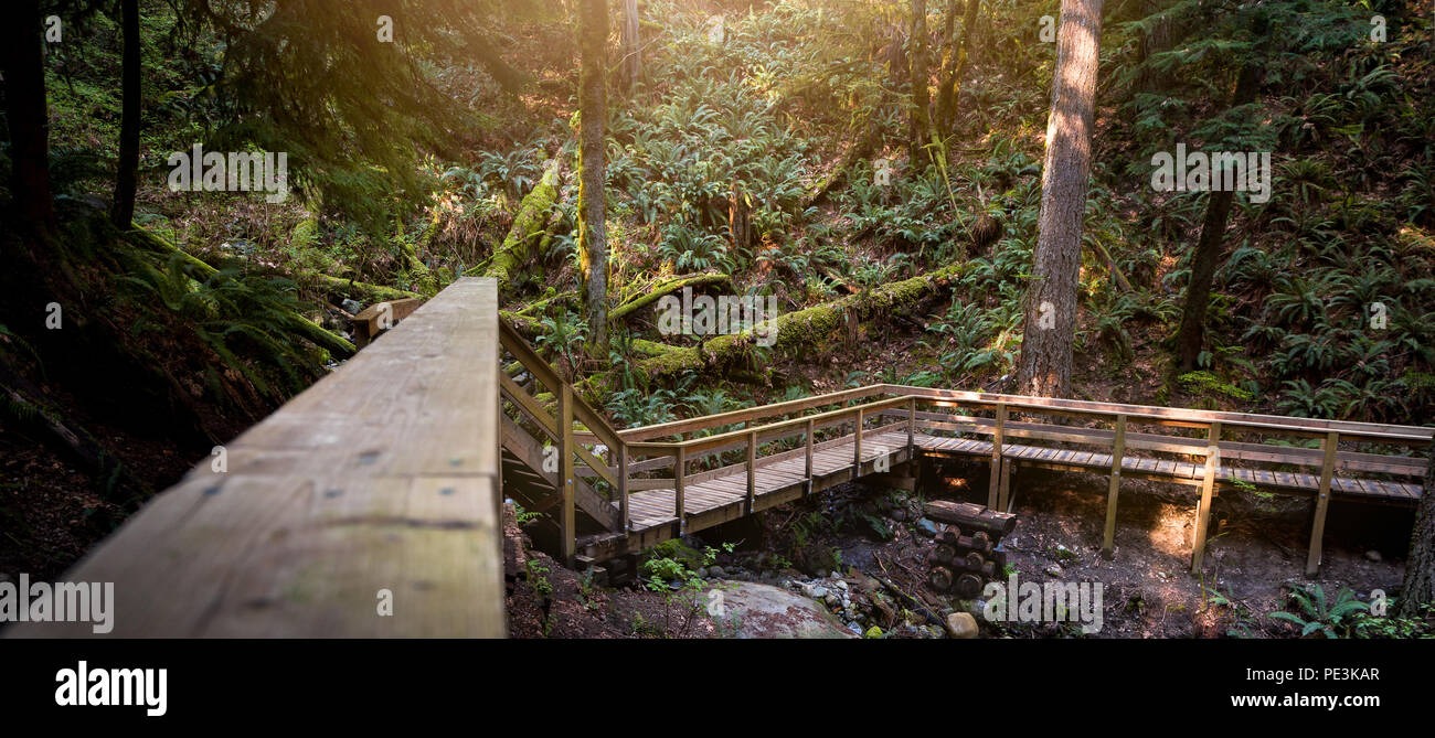 Gradini in legno in un sempreverde foresta di pioggia. Foto Stock