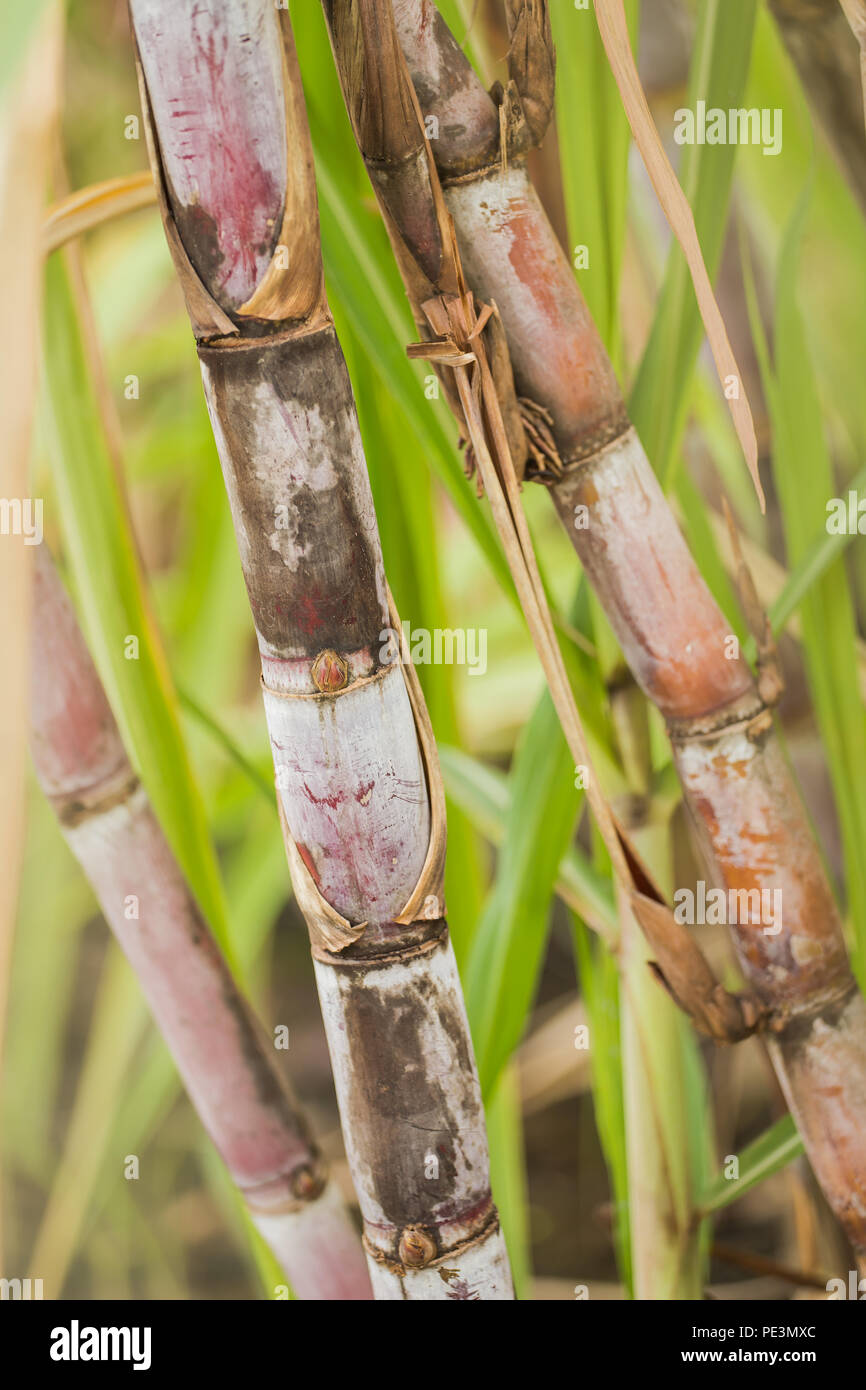 Lo zucchero di canna come un dolcificante per materie o per la cottura. Foto Stock