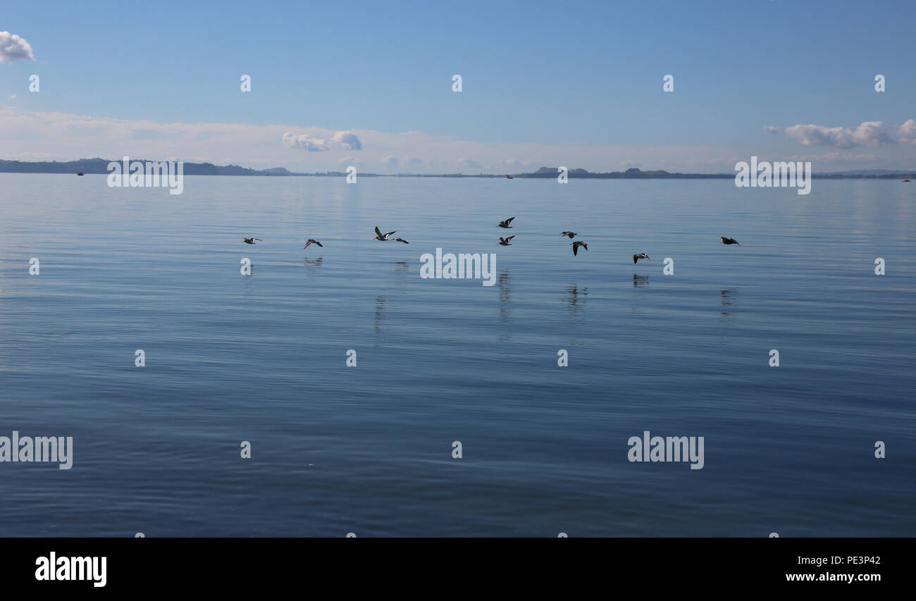 Un pacco di Oystercatchers Foto Stock