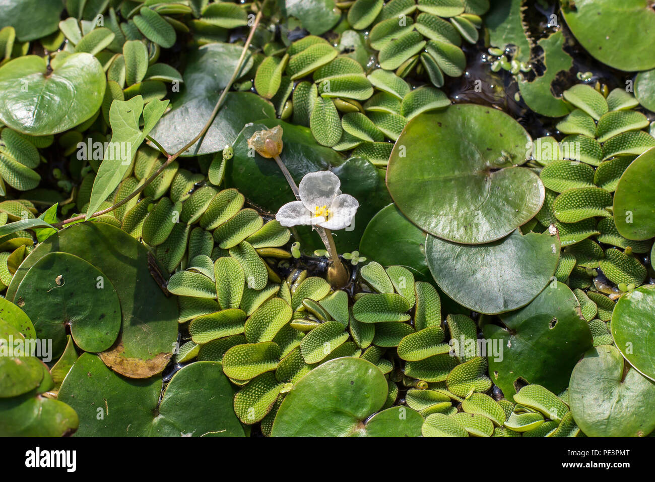 Foglie galleggianti e fiore di frogbit Hydrocharis morsus-ranae Foto Stock