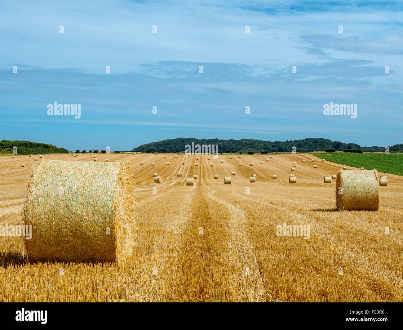 Balle pronto per la raccolta in un campo di Norfolk. Foto Stock