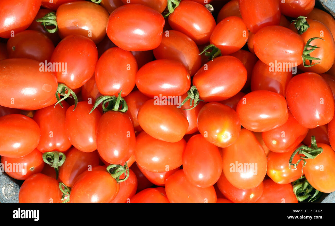Pflaumen-Buschtomate, Romello, F1, pomodori, Lycopersicon esculentum, Foto Stock
