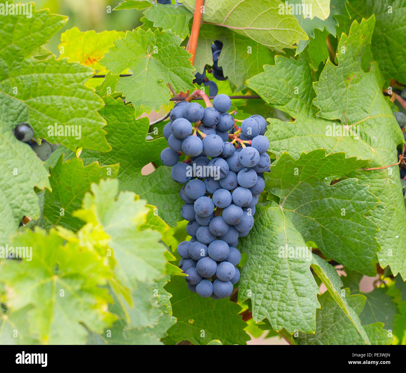 Grappolo di uva blu in vigna Foto Stock