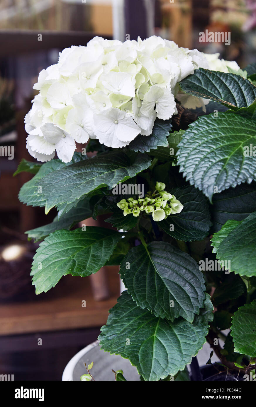 Close-up Hydrangea viola nella pentola, vista dall'alto. Foto Stock