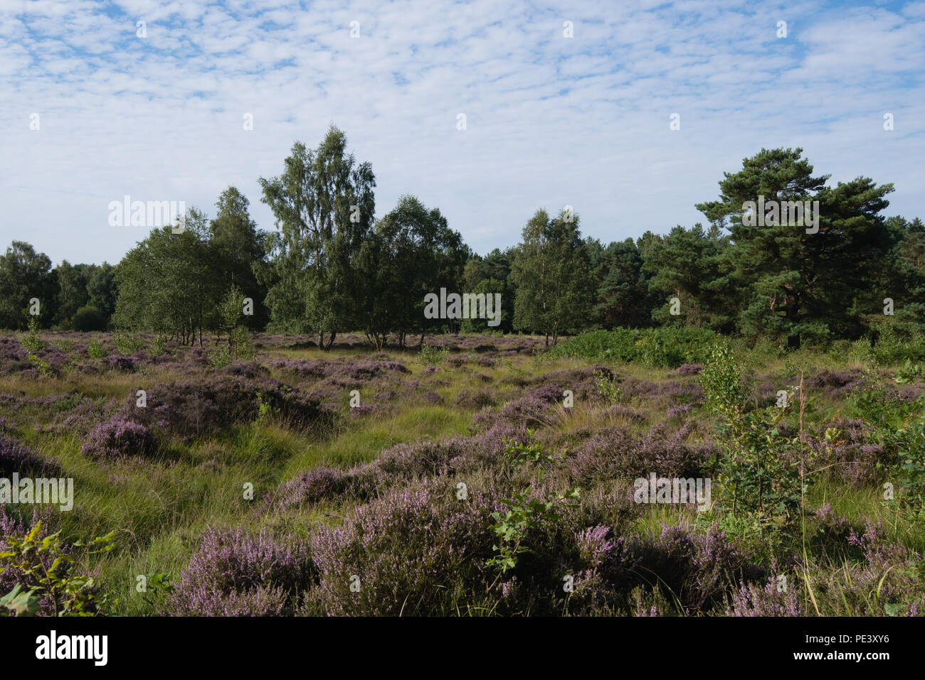 La brughiera area di boschi Allerthorpe vicino Pocklington è un habitat ideale per i sommatori Foto Stock