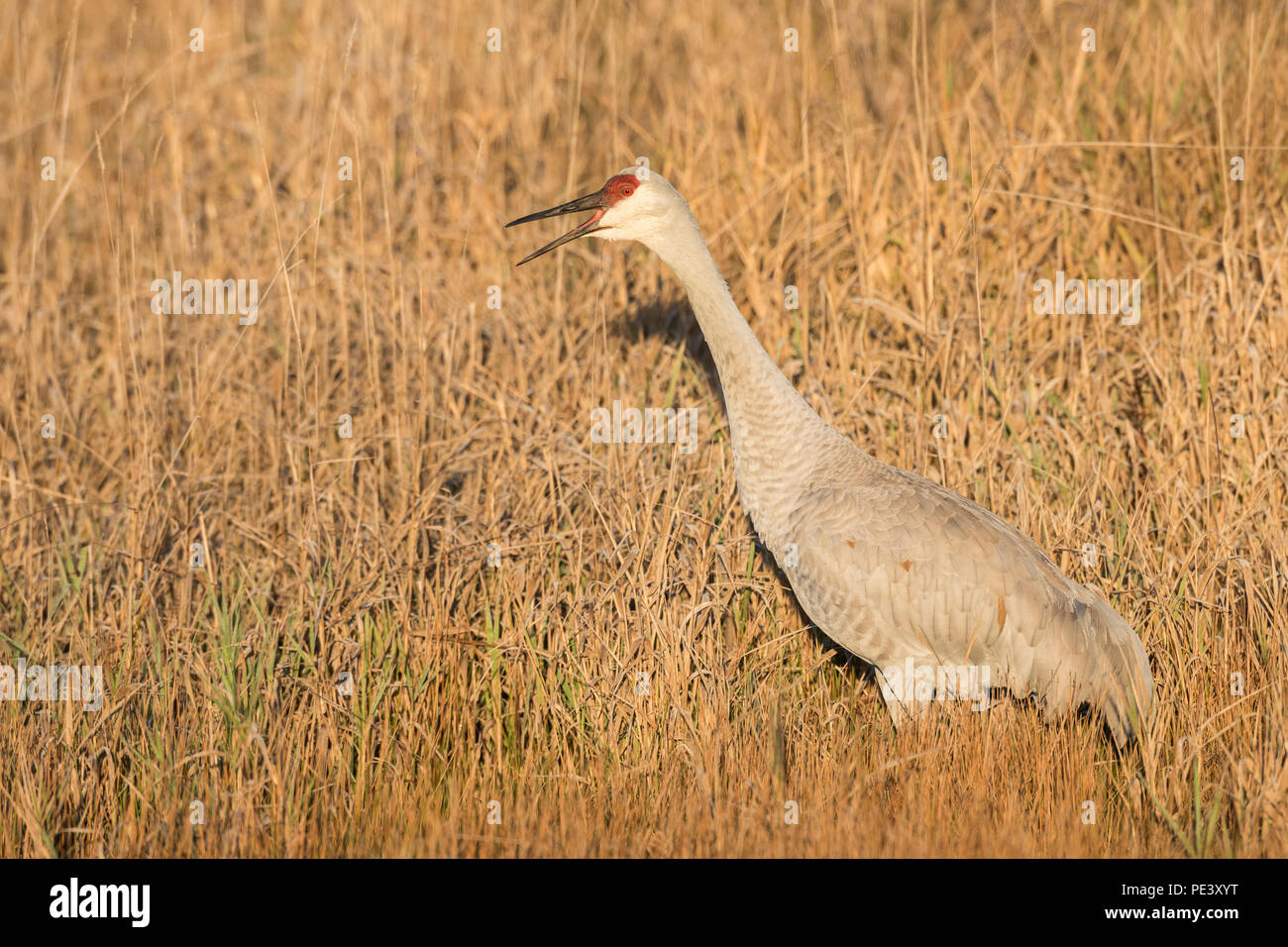 Gru Sandhill (Antigone canadensis, ex Grus canadensis) migrazione caduta, WI, USA. Di Dominique Braud/Dembinsky Photo Assoc Foto Stock