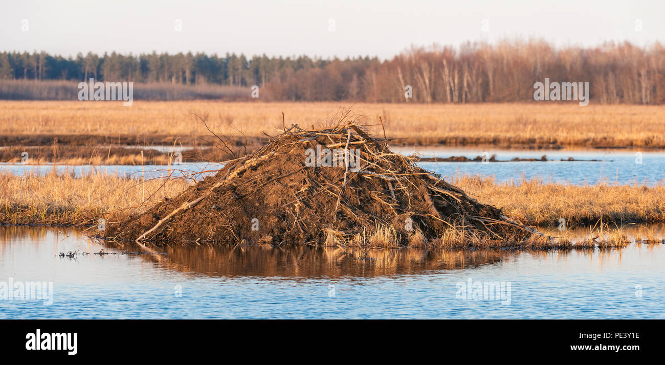 Beaver lodge (Castor candensis) al tramonto. Crex Prati Wildlife Management Area, fine aprile, WI, Stati Uniti d'America, di Dominique Braud/Dembinsky Foto Assoc Foto Stock