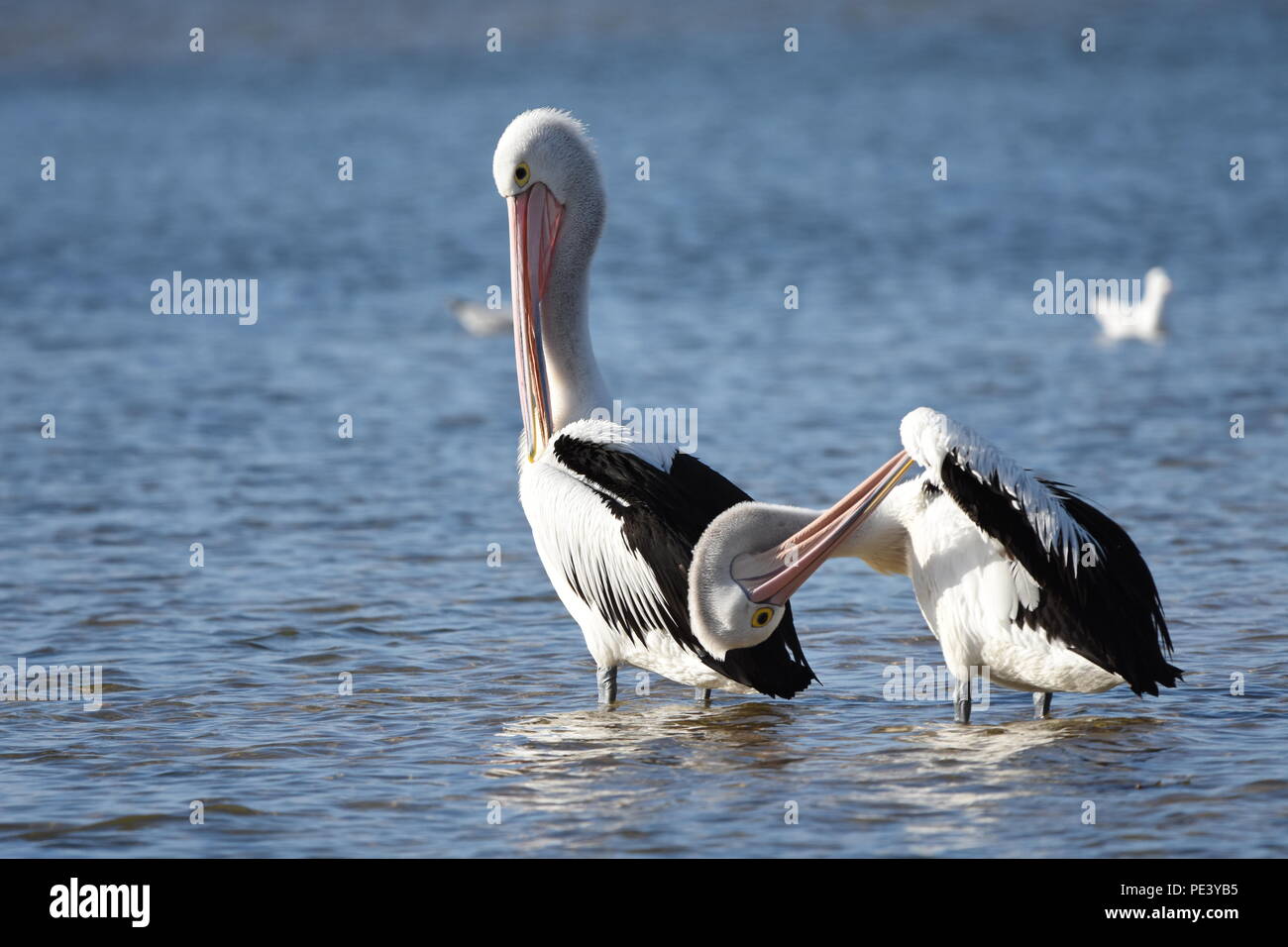 La fauna selvatica naturale fa clic su Nessuna modifica Foto Stock