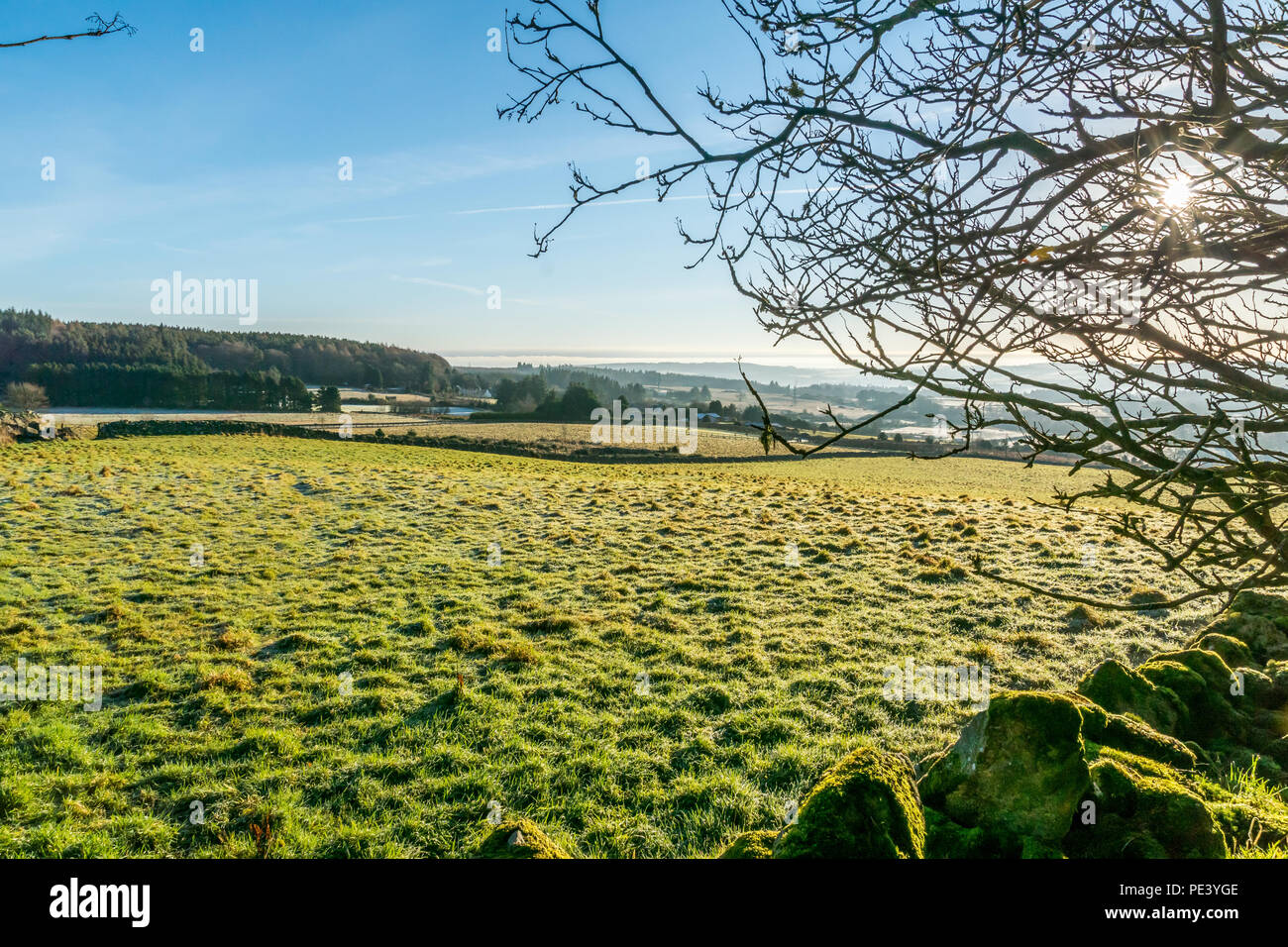 Asfalto legno, campo e sun, Aberdeenshire. Foto Stock