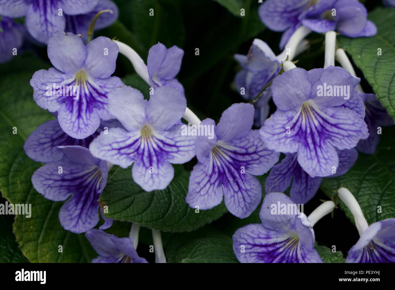 Streptocarpus bethan Cape Primrose Foto Stock