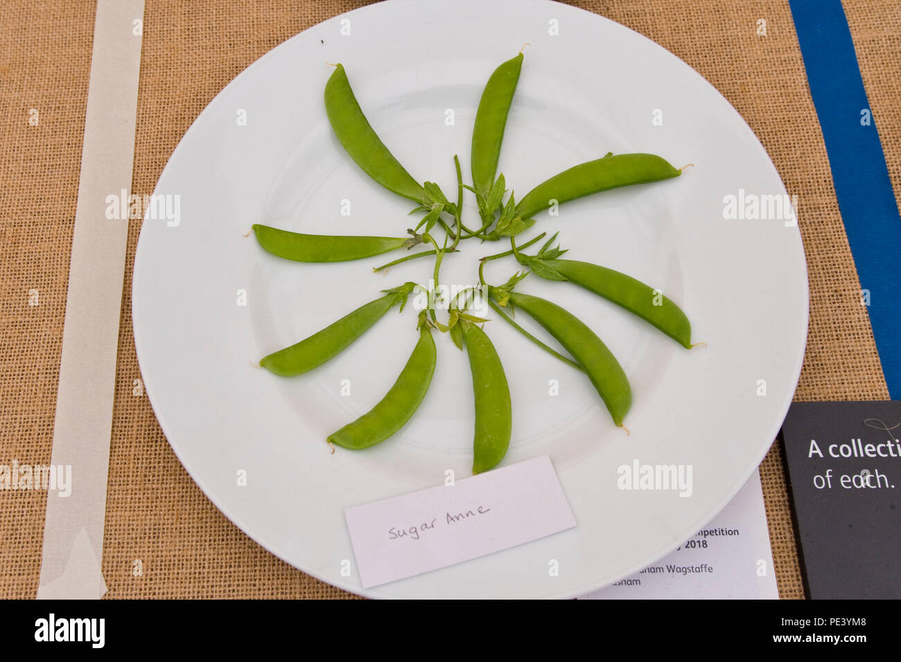 Piatto di piselli esposto alla RHS Tatton Park flower show Cheshire England Regno Unito Foto Stock