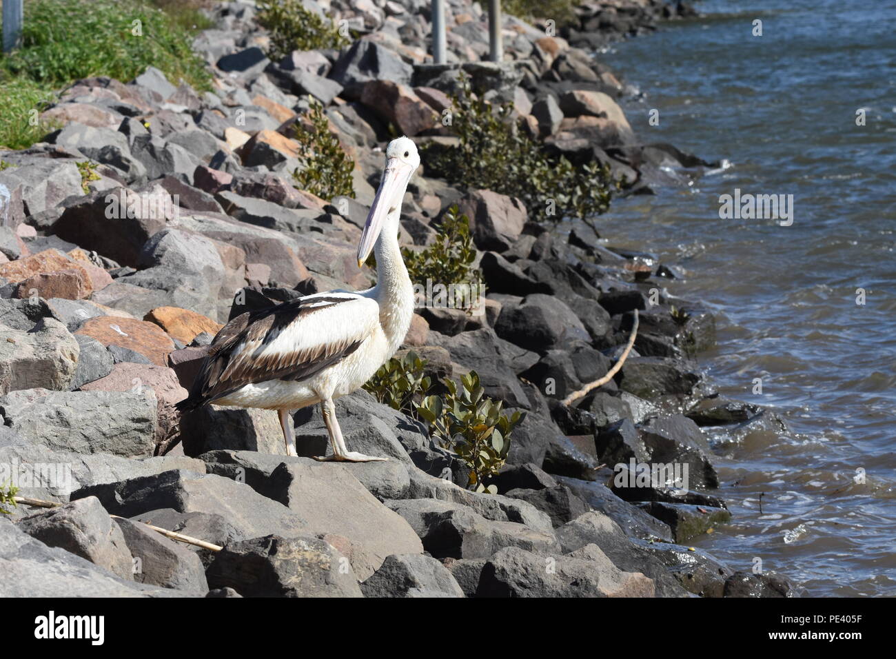 La fauna selvatica naturale fa clic su Nessuna modifica Foto Stock