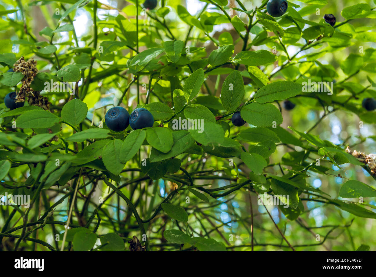 Bacche di mirtilli crescono su una boccola con piccole foglie verdi nel selvaggio Foto Stock