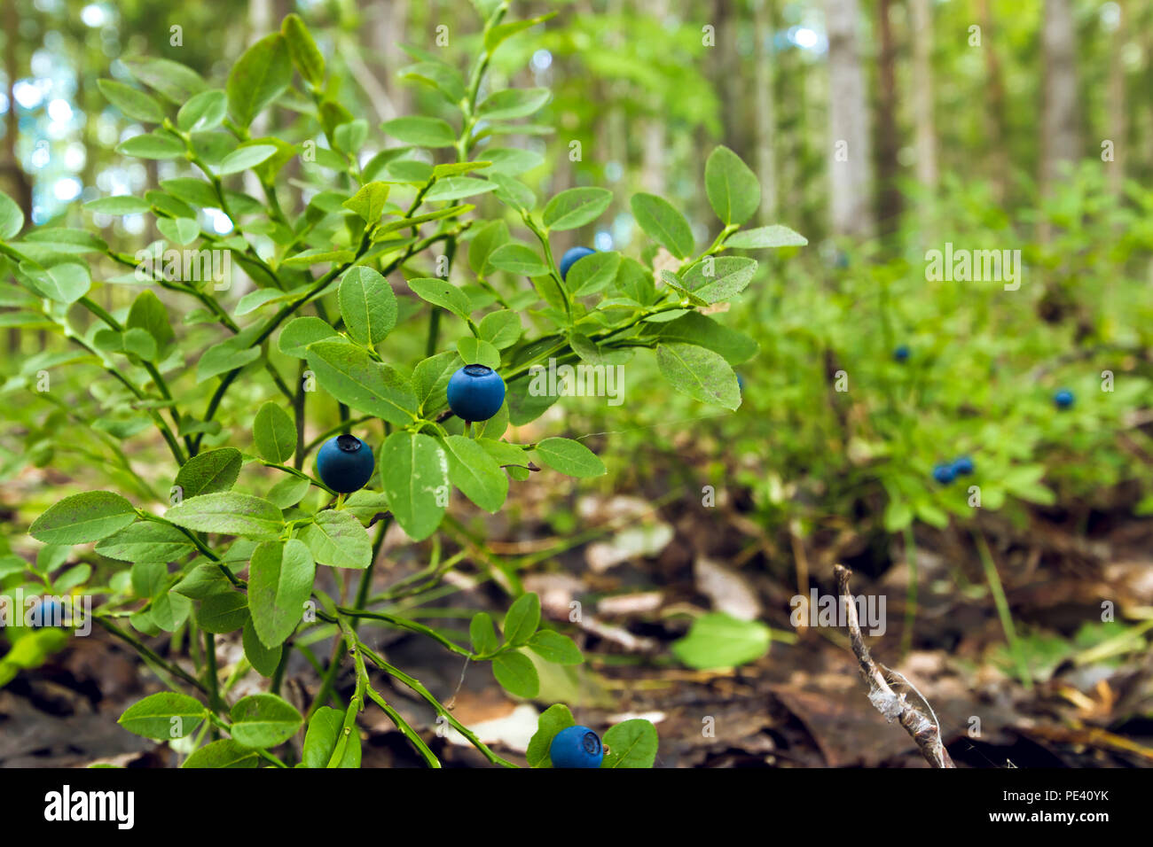 Bacche di mirtilli crescono su una boccola con piccole foglie verdi nel selvaggio Foto Stock