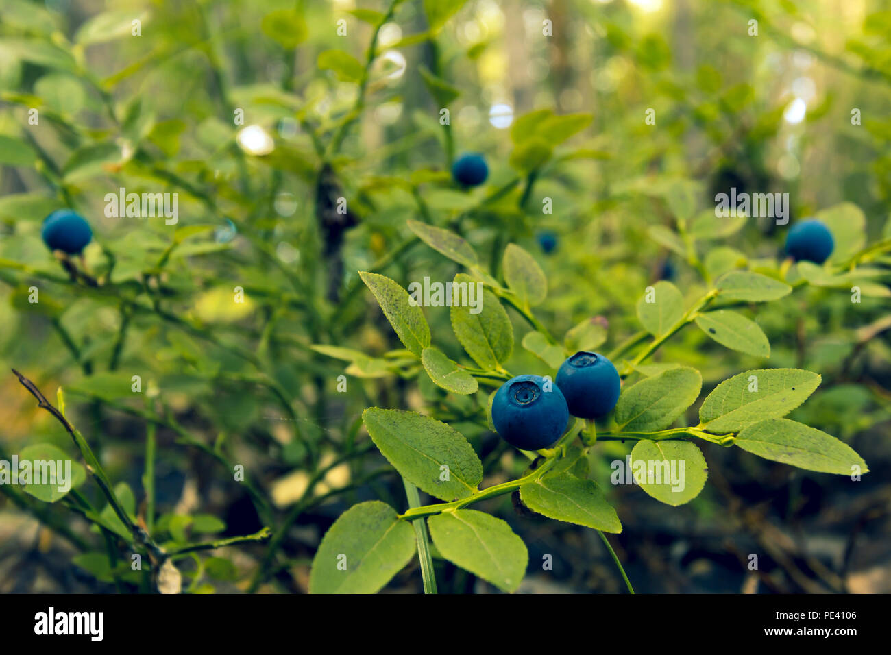 Bacche di mirtilli crescono su una boccola con piccole foglie verdi nel selvaggio Foto Stock