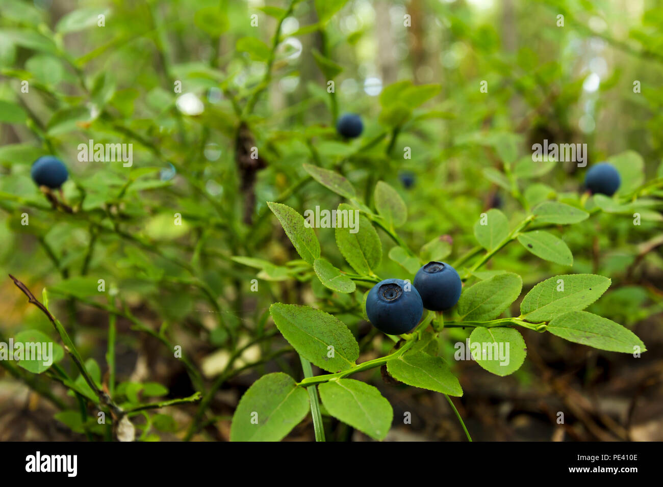 Bacche di mirtilli crescono su una boccola con piccole foglie verdi nel selvaggio Foto Stock