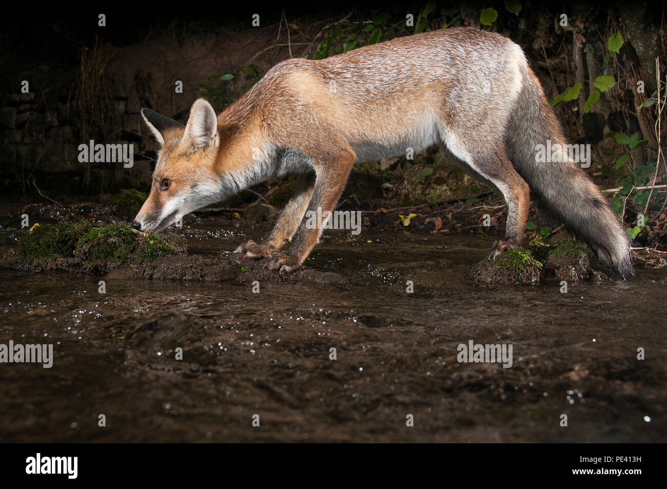 Fox, vulpes vulpes, acqua potabile con la riflessione Foto Stock