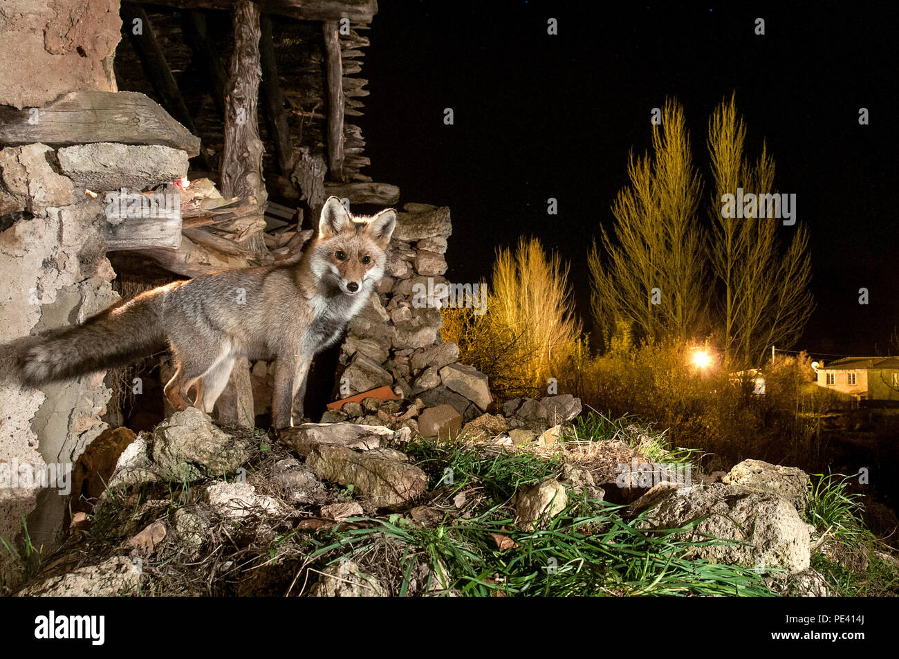 Fox, vulpes vulpes, in un rudere vicino a un villaggio Foto Stock