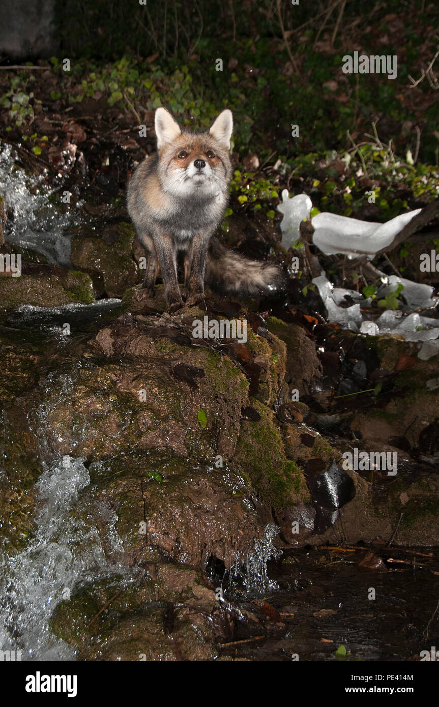 Fox, vulpes vulpes, in una cascata di ghiaccio Foto Stock