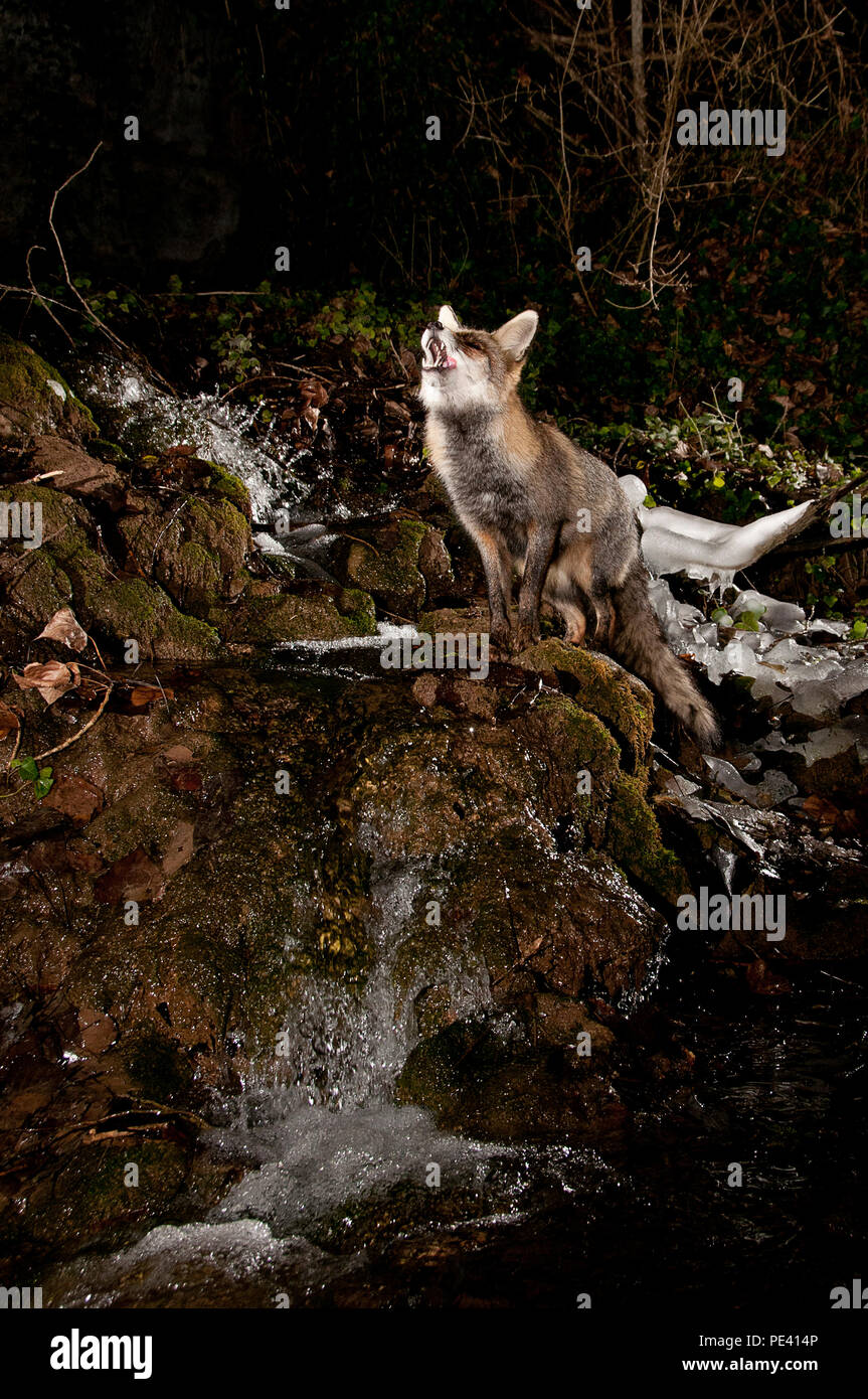 Fox, vulpes vulpes, in una cascata di ghiaccio Foto Stock