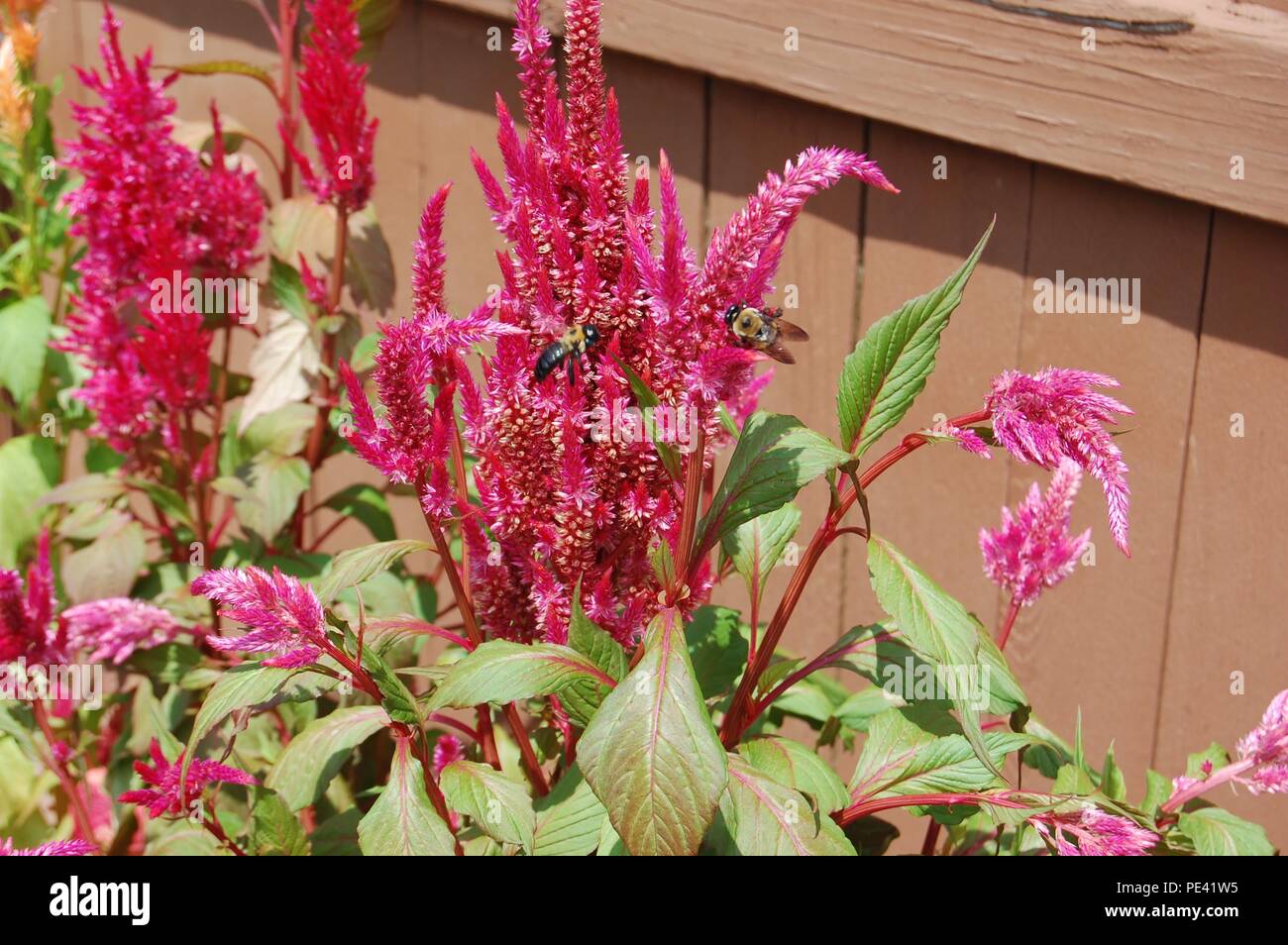 Le api sui fiori per raccogliere il polline in un giardino Foto Stock