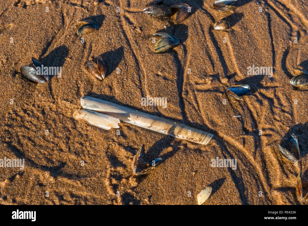 Una miscela di gusci sdraiati sulla spiaggia a Balmedie. Foto Stock