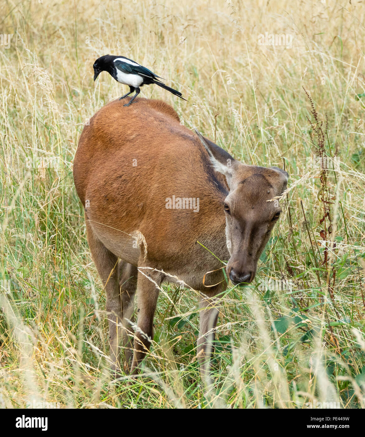 Red Deer hind con una gazza sulla sua schiena alla ricerca di insetti disturbati dai cervi passa - Ashton Court Bristol REGNO UNITO Foto Stock