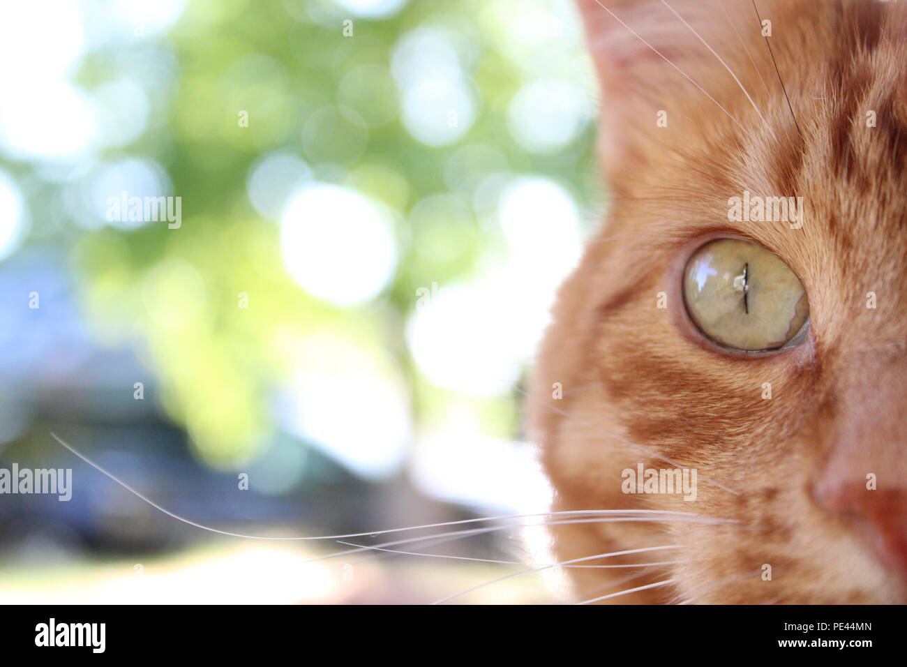 Il mio gatto godendo un po' di tempo al di fuori dell'estate. Foto Stock