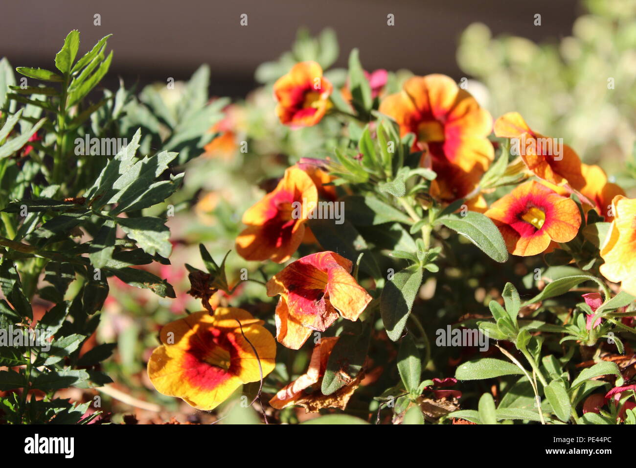 Fiori immersi nella luce calda del sole. Foto Stock