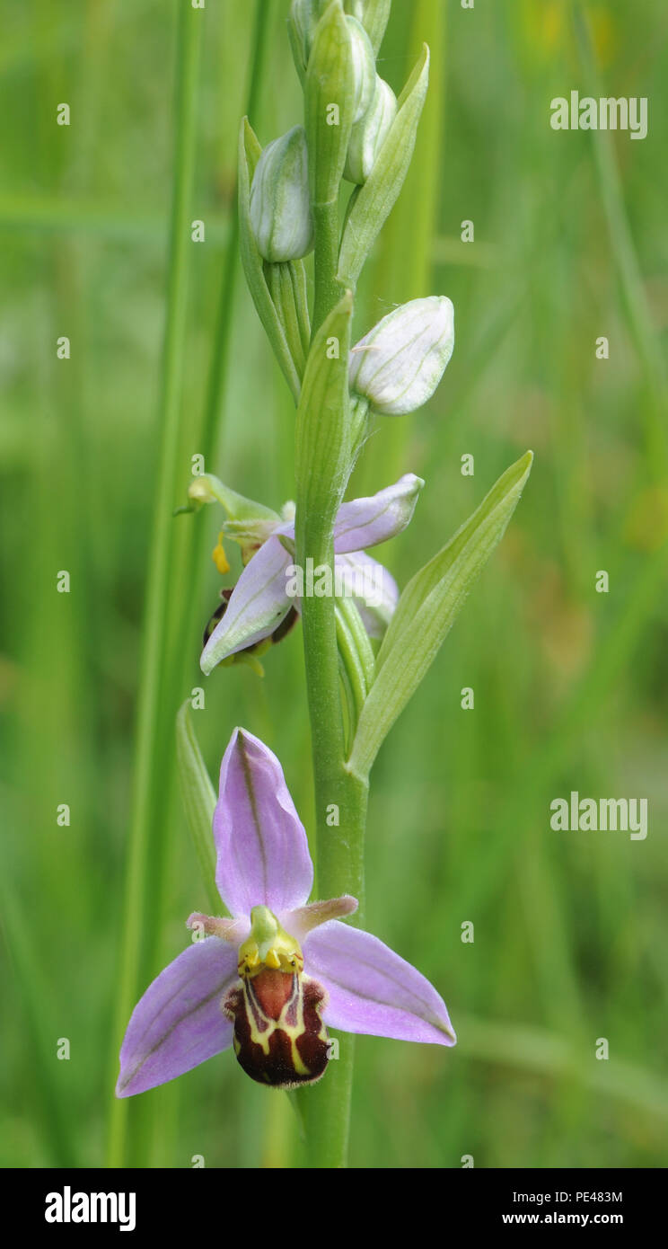 Flower spike di Bee Orchid (Ophrys apifera). Porto di segale Riserva Naturale. Segale, Sussex, Regno Unito Foto Stock