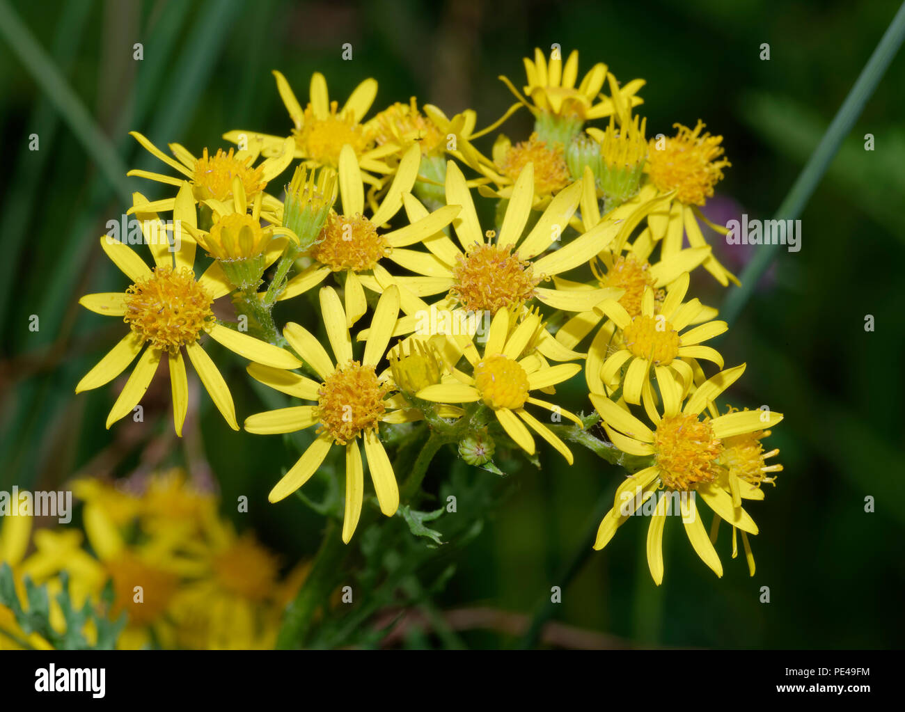 Annoso erba tossica - Senecio erucifolius giallo fiore selvatico Foto Stock