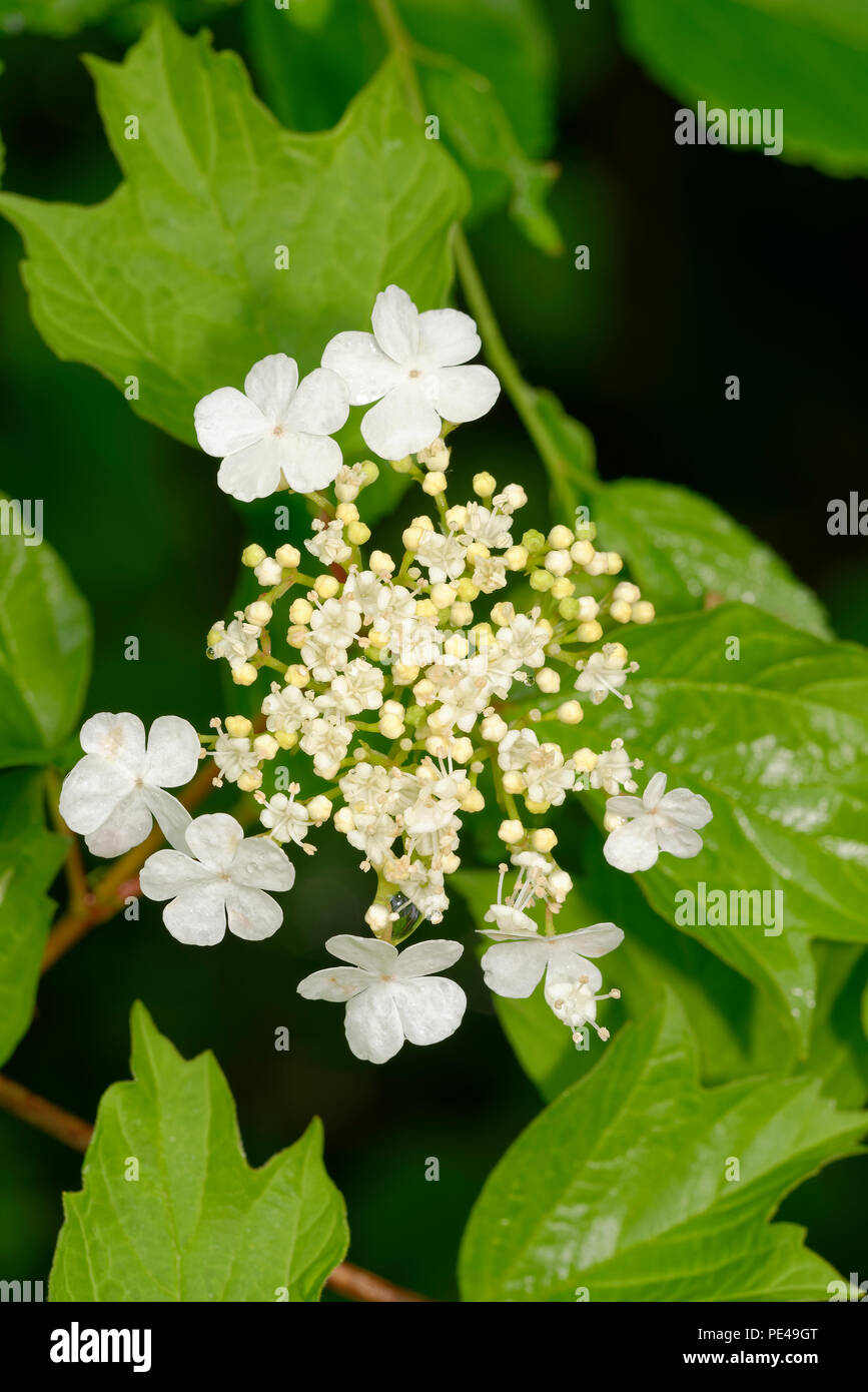 Viburno-rose - Viburnum opulus bianco fiori e foglie Foto Stock
