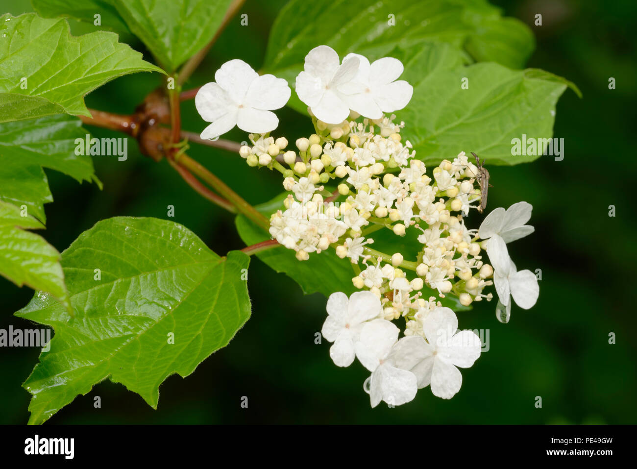 Viburno-rose - Viburnum opulus Mosquito su bianco fiori e foglie Foto Stock
