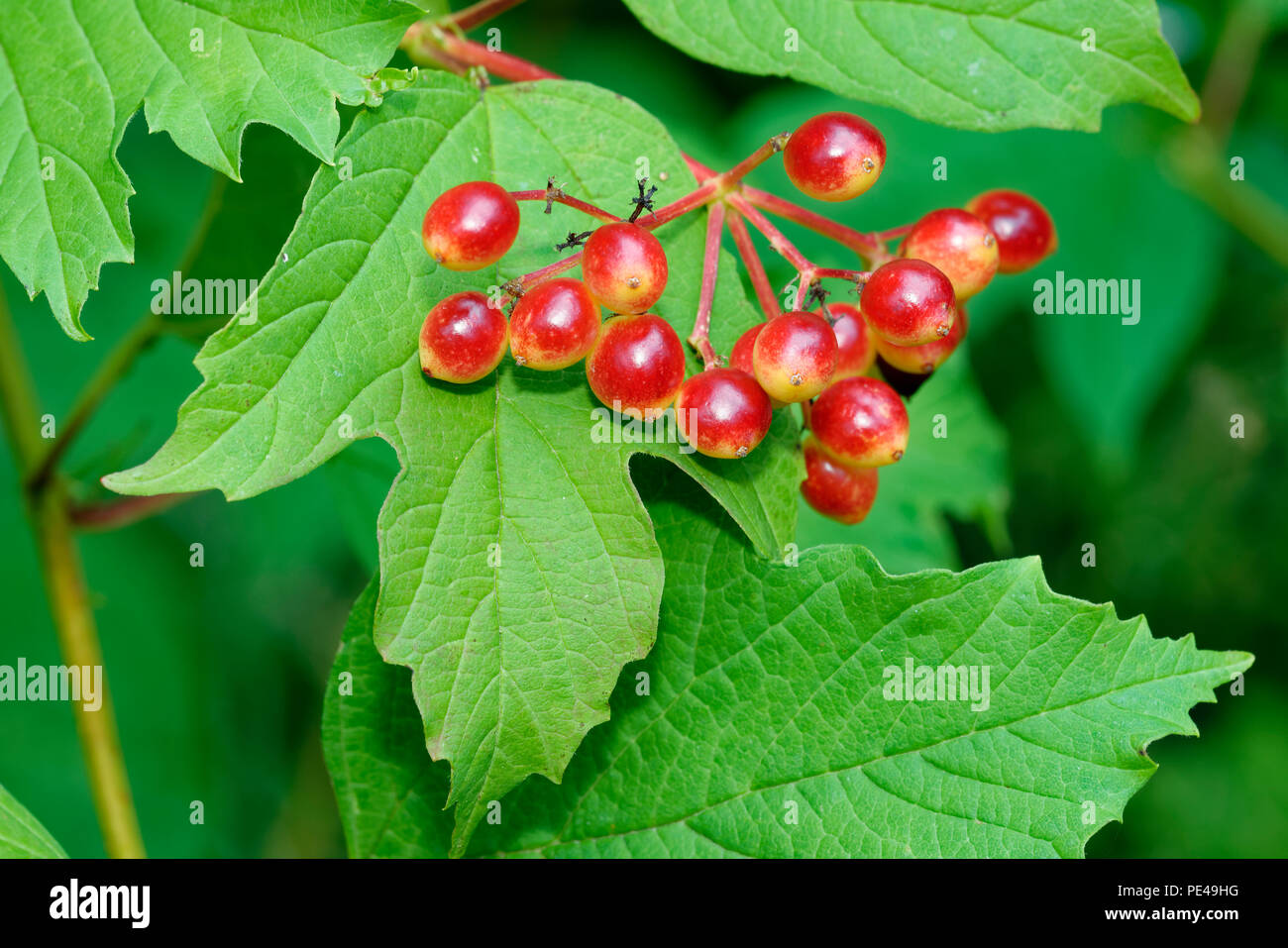 Viburno-rose - Viburnum opulus rosse bacche e foglie Foto Stock