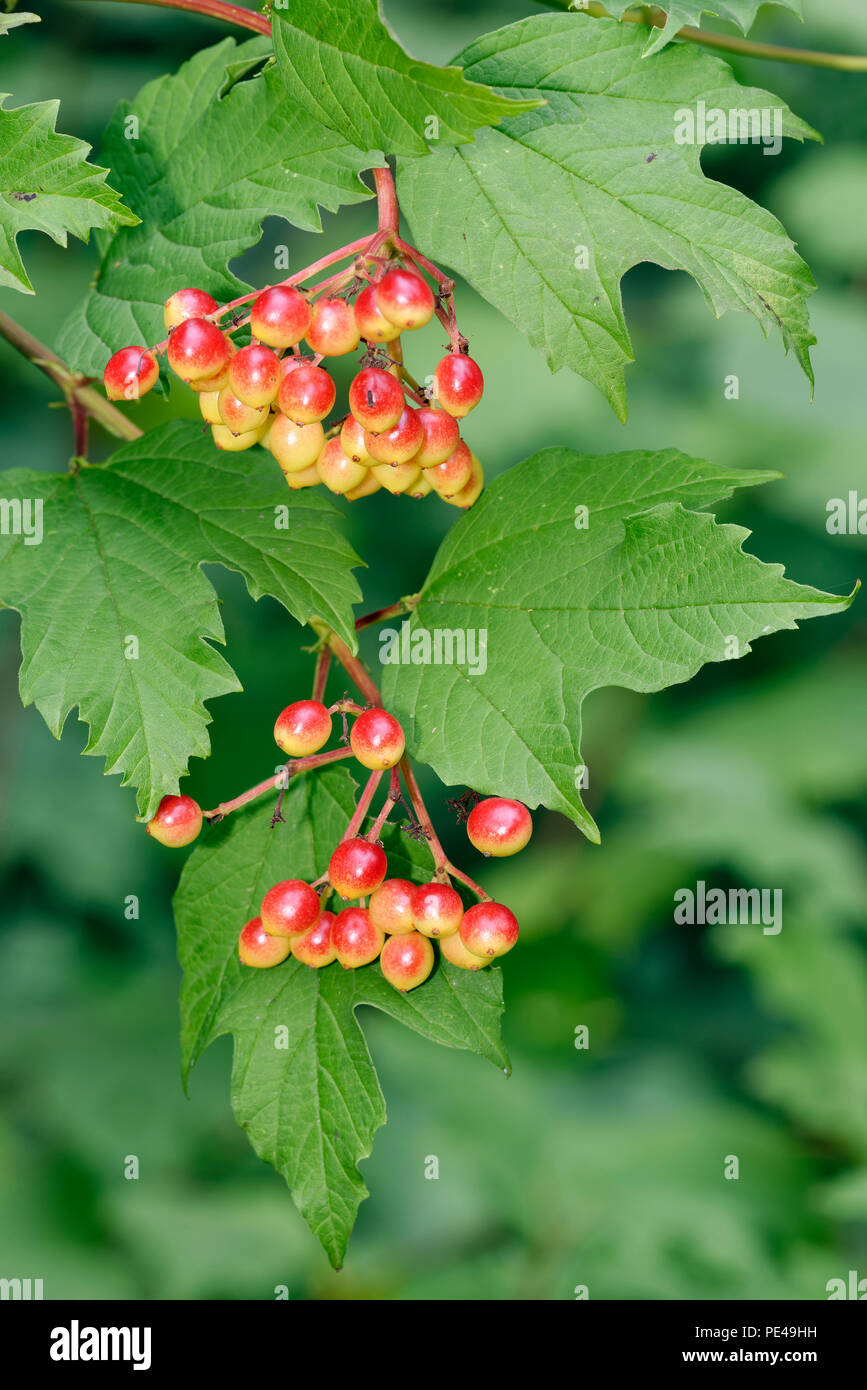 Viburno-rose - Viburnum opulus bacche e foglie Foto Stock