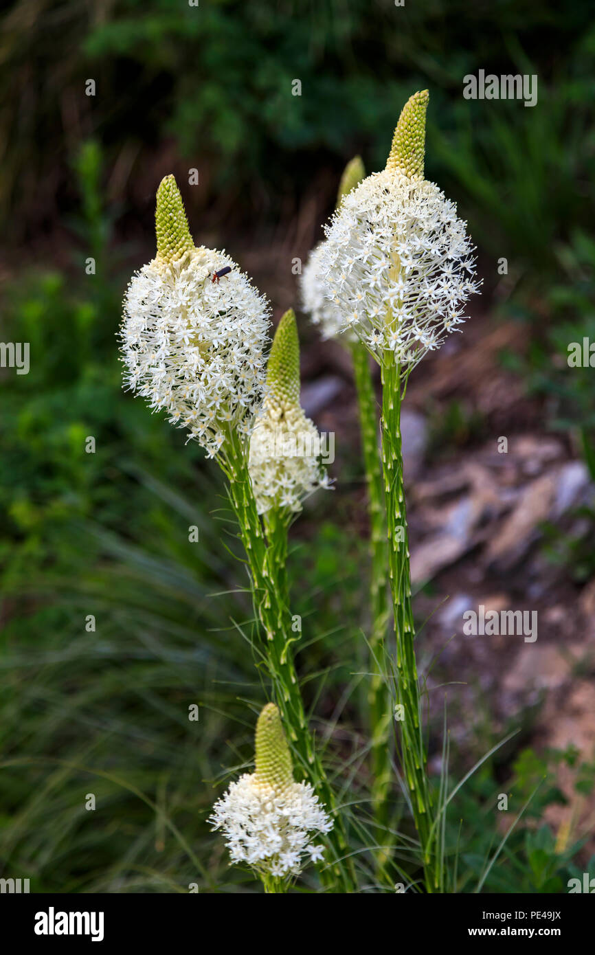 Questa è una vista di una chiamata di fiori selvaggi Beargrass (Xerophyllum tenax) sulla collina lungo andare-per-il-Sun Road nel Parco Nazionale di Glacier, Montana, USA. Foto Stock