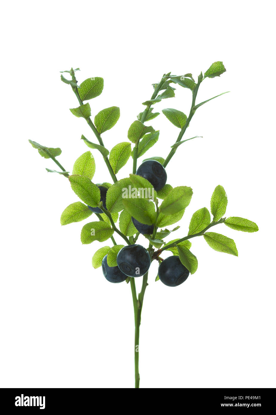Fresca foresta selvaggia Mirtilli neri ( European mirtillo) sui rami con foglie verdi isolati su sfondo bianco. Foto Stock