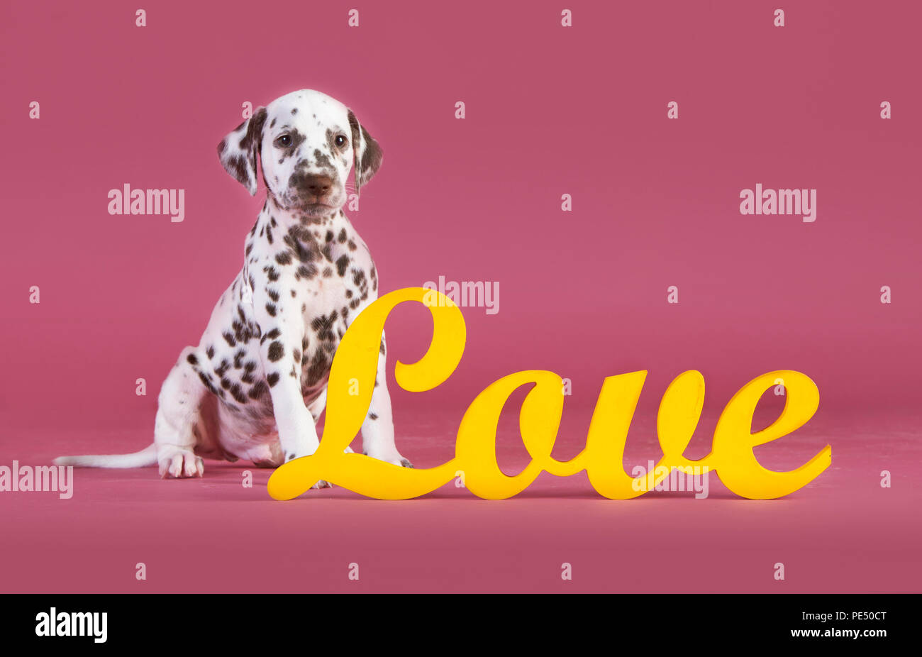 Cucciolo di cane dalmata in studio con sfondo rosa e lettere di amore Foto  stock - Alamy