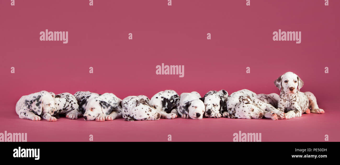 undici cuccioli dalmati dormono di fila Foto Stock