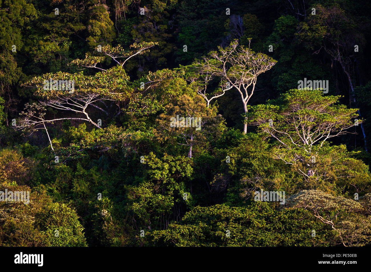 La mattina presto luce sulla tettoia cloudforest in Altos de Campana national park, Repubblica di Panama. Foto Stock