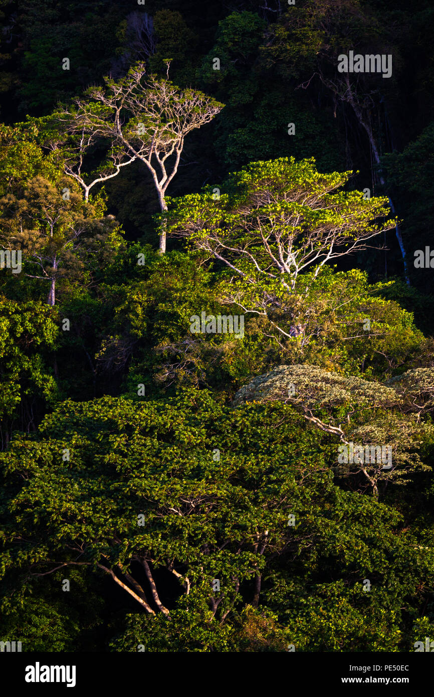 La mattina presto luce sulla tettoia cloudforest in Altos de Campana national park, Repubblica di Panama. Foto Stock