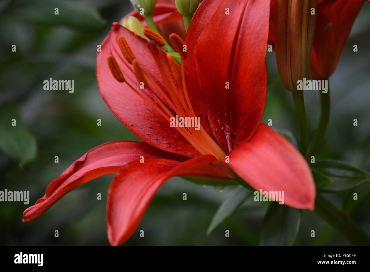 Close up Red Tiger Lily Foto Stock