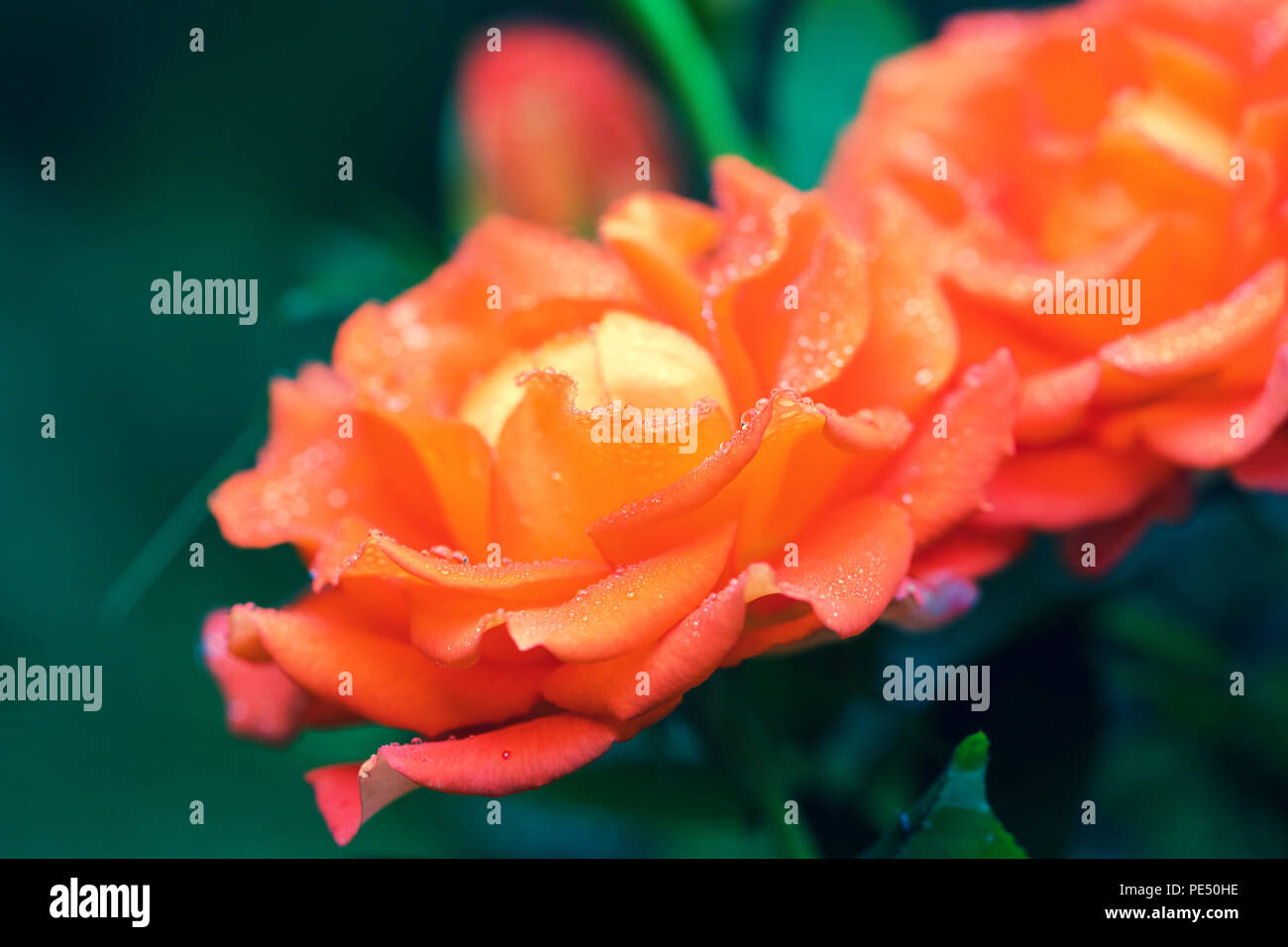 Fiore di rosa nella rugiada del mattino immagini e fotografie stock ad ...