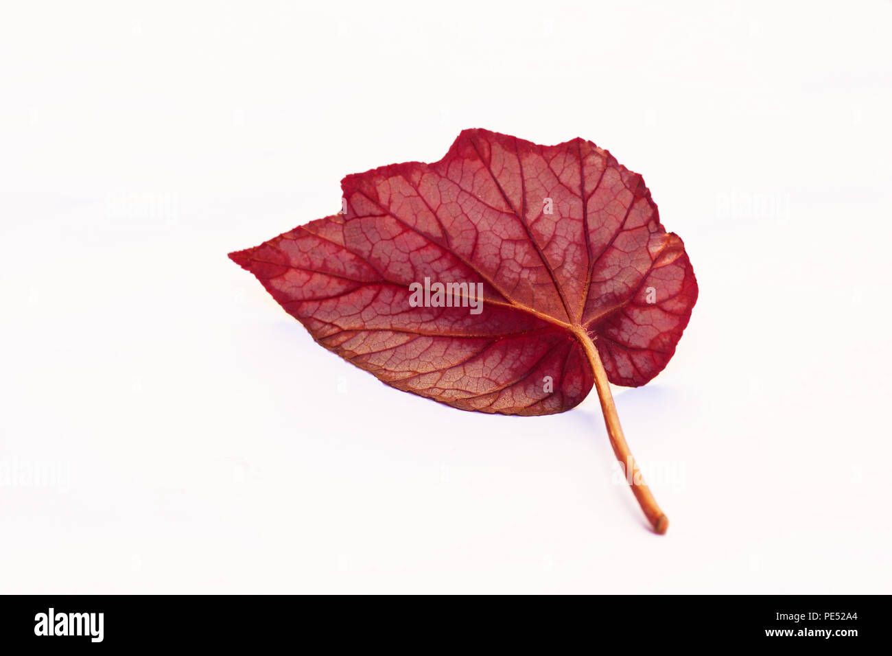 Foglia di begonia su sfondo bianco Foto Stock